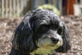 Closeup portrait of a very cute black and white Havanese puppy dog with a wooden fence in the background Royalty Free Stock Photo