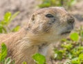 Closeup portrait of a very cute, furry, and expressive prairie dog in the Badlands National Park