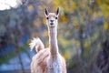 Closeup portrait of a Vicuna standing against trees in a zoo Royalty Free Stock Photo