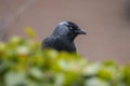 Closeup portrait of a Western Jackdaw bird Coloeus Monedula foraging in grass