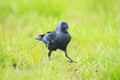 Closeup portrait of a Western Jackdaw bird Coloeus Monedula foraging in grass Royalty Free Stock Photo