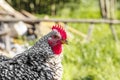 Closeup portrait of a white and black chicken Royalty Free Stock Photo