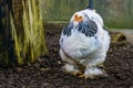 Closeup portrait of a white brahma chicken, popular american breed, Farm animals