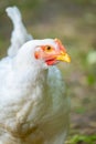 Closeup portrait of a white chicken with blur background Royalty Free Stock Photo