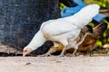 Closeup portrait of a white chicken outdoor. Royalty Free Stock Photo