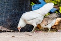 Closeup portrait of a white chicken outdoor. Royalty Free Stock Photo