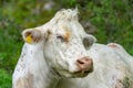 Closeup portrait of a white cow disturbed by flies in her eyes Royalty Free Stock Photo