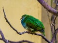 Closeup portrait of a white eared catbird, colorful and tropical bird specie from new guinea Royalty Free Stock Photo