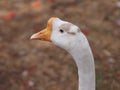 A closeup portrait of a white Emden goose head on a blurry background