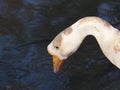 A closeup portrait of a white Emden goose head, it& x27;s drinking water