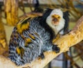 Closeup portrait of a white headed marmoset, a popular and exotic monkey from brazil, Exotic zoo animal Royalty Free Stock Photo