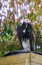 Closeup portrait of a white headed vulture a critically endangered specie from the old world of vultures Royalty Free Stock Photo