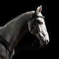 Closeup portrait white horse in the dark Royalty Free Stock Photo