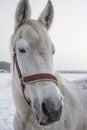 Closeup portrait of white horse at frozen winter day Royalty Free Stock Photo