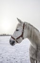 Closeup portrait of white horse at frozen winter day Royalty Free Stock Photo