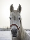 Closeup portrait of white horse at frozen winter day Royalty Free Stock Photo