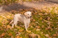 White young labrador retriever in autumn park Royalty Free Stock Photo