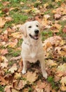 Closeup portrait of white retriever dog outdoors Royalty Free Stock Photo