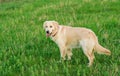 Golden Retriever dog enjoy in summer park.