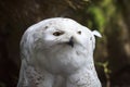 Closeup portrait of a snowy owl Bubo scandiacus bird of prey Royalty Free Stock Photo