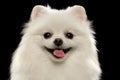 Closeup Portrait of White Spitz Dog on Black