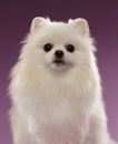 Closeup Portrait of White Spitz Dog on Colored Background Royalty Free Stock Photo