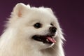 Closeup Portrait of White Spitz Dog on Colored Background Royalty Free Stock Photo