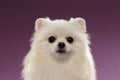 Closeup Portrait of White Spitz Dog on Colored Background Royalty Free Stock Photo