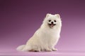 Closeup Portrait of White Spitz Dog on Colored Background Royalty Free Stock Photo