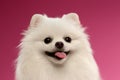 Closeup Portrait of White Spitz Dog on Colored Background Royalty Free Stock Photo