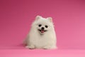 Closeup Portrait of White Spitz Dog on Colored Background