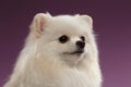 Closeup Portrait of White Spitz Dog on Colored Background Royalty Free Stock Photo