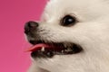 Closeup Portrait of White Spitz Dog on Colored Background Royalty Free Stock Photo