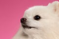 Closeup Portrait of White Spitz Dog on Colored Background Royalty Free Stock Photo