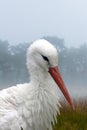 Closeup portrait of a white stork in his natural habitat Royalty Free Stock Photo