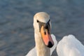 Closeup portrait of white swan and blue water on a sunny day with sunset light. Wildlife Background Royalty Free Stock Photo