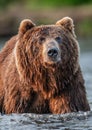 Closeup portrait of wild adult brown bear. Close up, front view. Kamchatka brown bear, scientific name: Ursus Arctos Piscator.