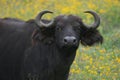 Closeup portrait of a wild African buffalo Syncerus caffer looking at camera inside Ngorongoro Crater, Tanzania Royalty Free Stock Photo