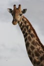 Closeup portrait of wild Angolan Giraffe Giraffa camelopardalis angolensis inside Etosha National Park, Namibia