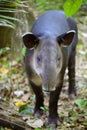 Closeup portrait of wild Baird`s Tapir Tapirus bairdii Corcovado National Park, Panama. Royalty Free Stock Photo