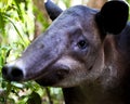 Closeup portrait of  a wild Baird`s Tapir Tapirus bairdii inside the Corcovado National Park, Costa Rica Royalty Free Stock Photo