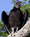 Closeup portrait of a wild Black Vulture Coragyps atratus perching in tree while hunting in the Pampas del Yacuma, Bolivia Royalty Free Stock Photo