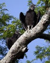 Closeup portrait of a wild Black Vulture Coragyps atratus perching in tree while hunting in the Pampas del Yacuma, Bolivia Royalty Free Stock Photo