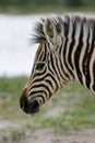 Closeup portrait of wild Burchell`s Zebra Equus quagga burchellii looking side on Etosha National Park, Namibia Royalty Free Stock Photo