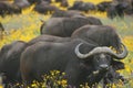 Closeup portrait of a wild herd of African buffalo Syncerus caffer looking at camera while grazing inside Ngorongoro Crater, Royalty Free Stock Photo