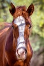 Closeup Portrait of Wild Horse Royalty Free Stock Photo