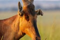 Closeup portrait of a wild red hartebeest with a floppy ear standing in an African grassland