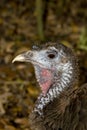 A closeup portrait of a wild turkey Royalty Free Stock Photo