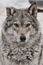 Closeup portrait of a wolf, head of a powerful proud predator