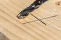 A closeup portrait of a wood drilling bit lying on a wooden plank next to a pencil marking where the carpenter will drill a hole Royalty Free Stock Photo